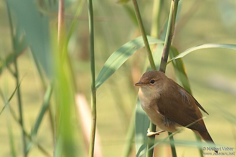 Eurasian Reed Warbleradult, identification