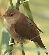 Common Reed Warbler