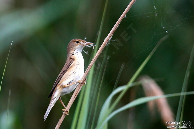 Common Reed Warbleradult