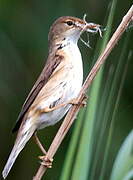 Eurasian Reed Warbler