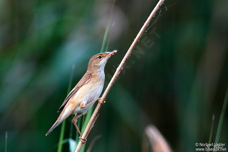 Eurasian Reed Warbleradult