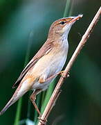 Eurasian Reed Warbler