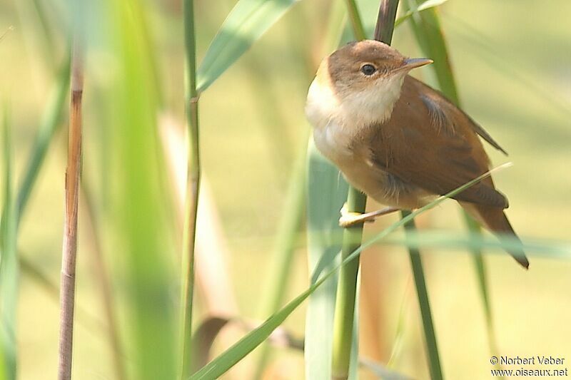 Eurasian Reed Warbleradult, identification