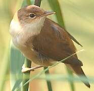 Common Reed Warbler