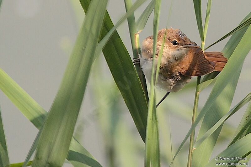 Common Reed WarblerFirst year, identification