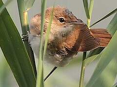 Common Reed Warbler