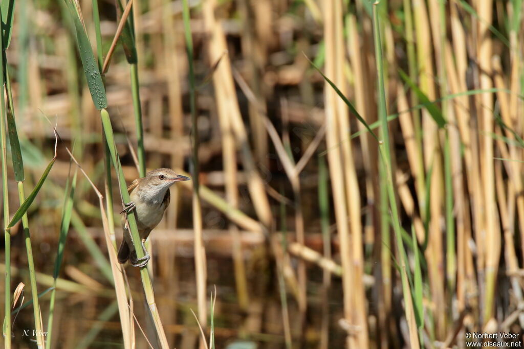 Great Reed Warbler