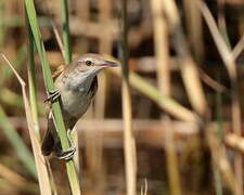 Great Reed Warbler