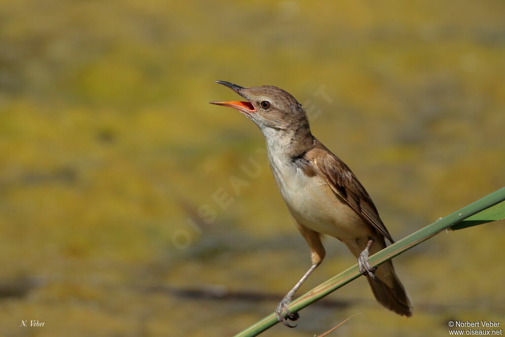 Great Reed Warbler