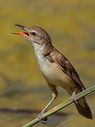 Great Reed Warbler