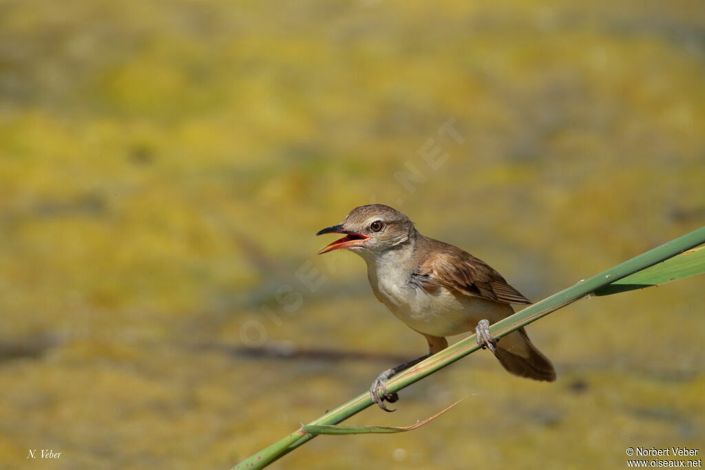 Great Reed Warbler