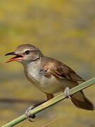 Great Reed Warbler