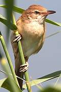 Great Reed Warbler