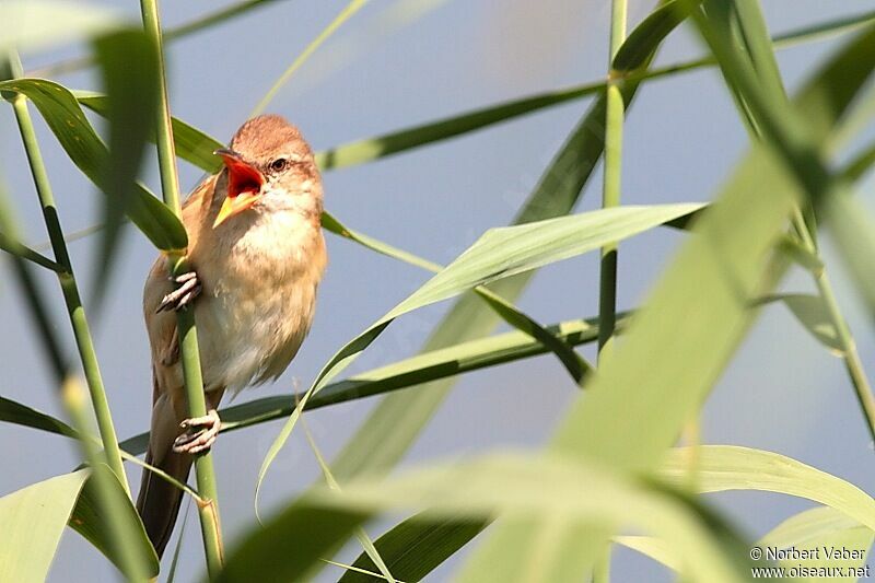 Great Reed Warbleradult