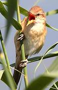 Great Reed Warbler