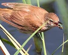 Great Reed Warbler