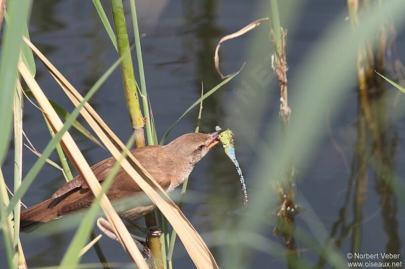 Great Reed Warbleradult, feeding habits