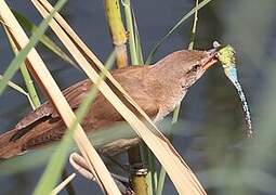 Great Reed Warbler