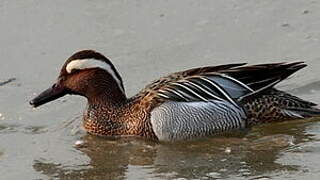 Garganey