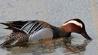 Garganey