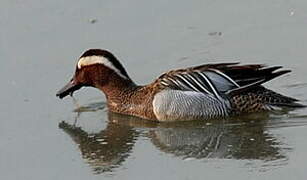 Garganey