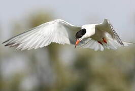 Common Tern