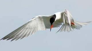 Common Tern