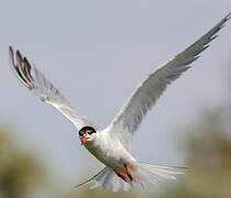 Common Tern