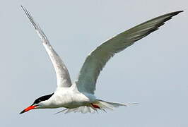 Common Tern