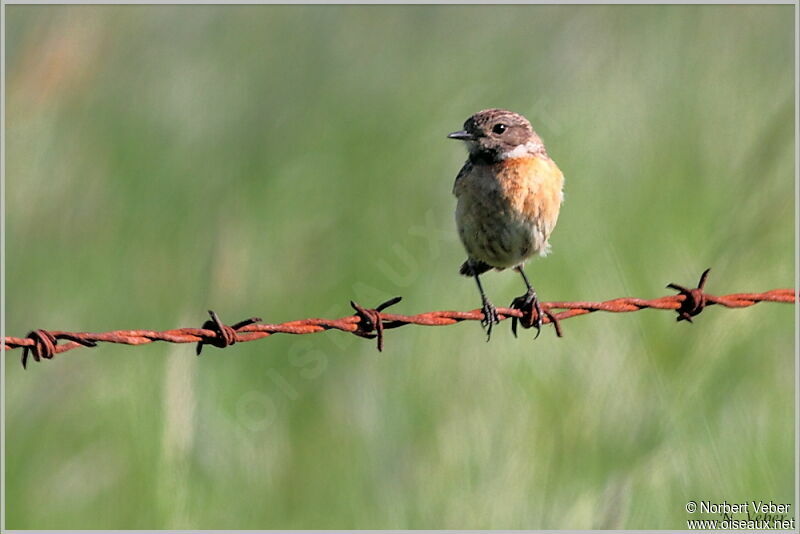 European Stonechat female adult