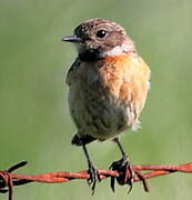 European Stonechat