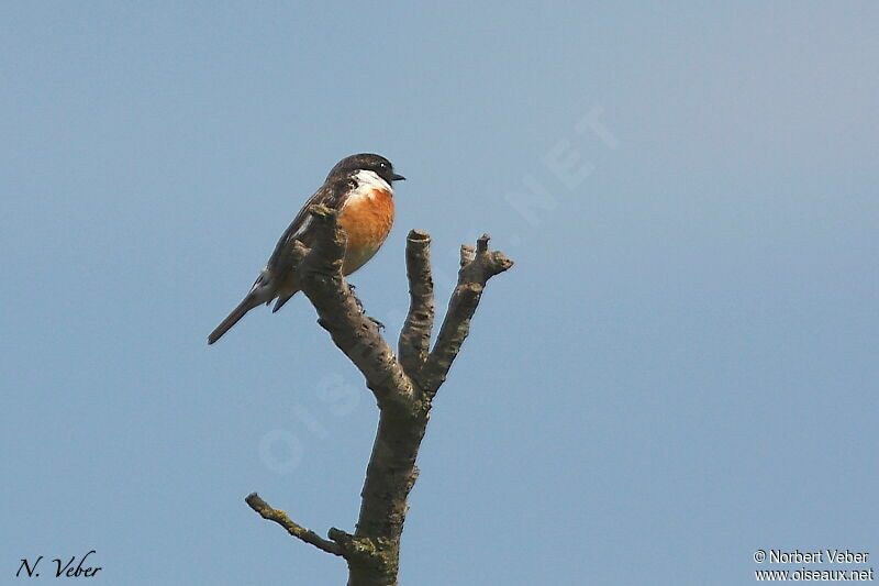 European Stonechat male adult