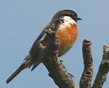 European Stonechat