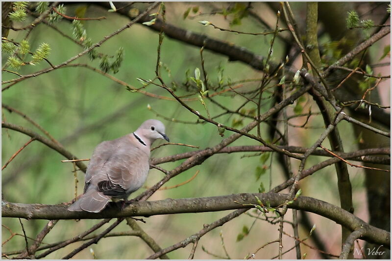 Eurasian Collared Doveadult