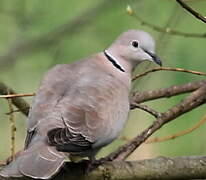 Eurasian Collared Dove