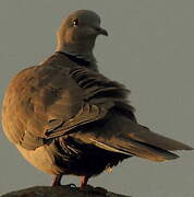 Eurasian Collared Dove