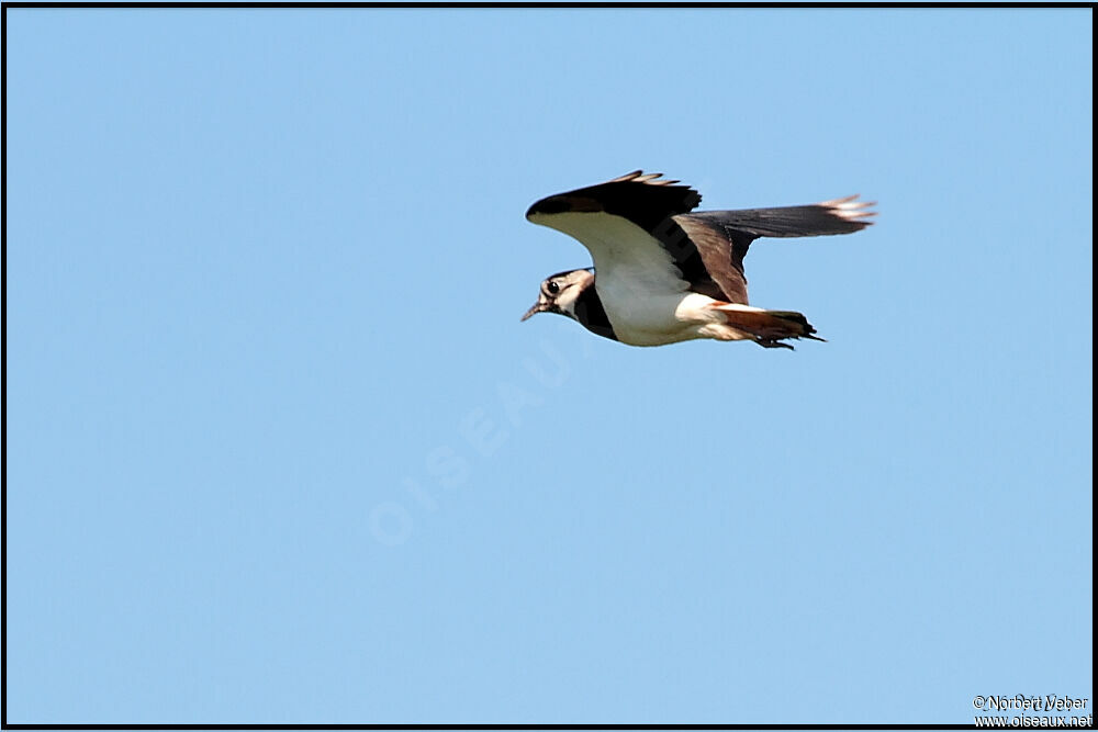 Northern Lapwingadult, Flight