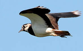 Northern Lapwing