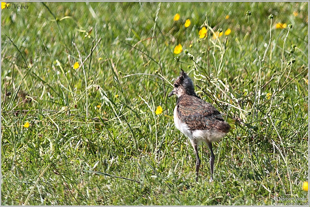 Northern LapwingFirst year