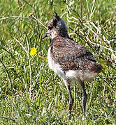 Northern Lapwing