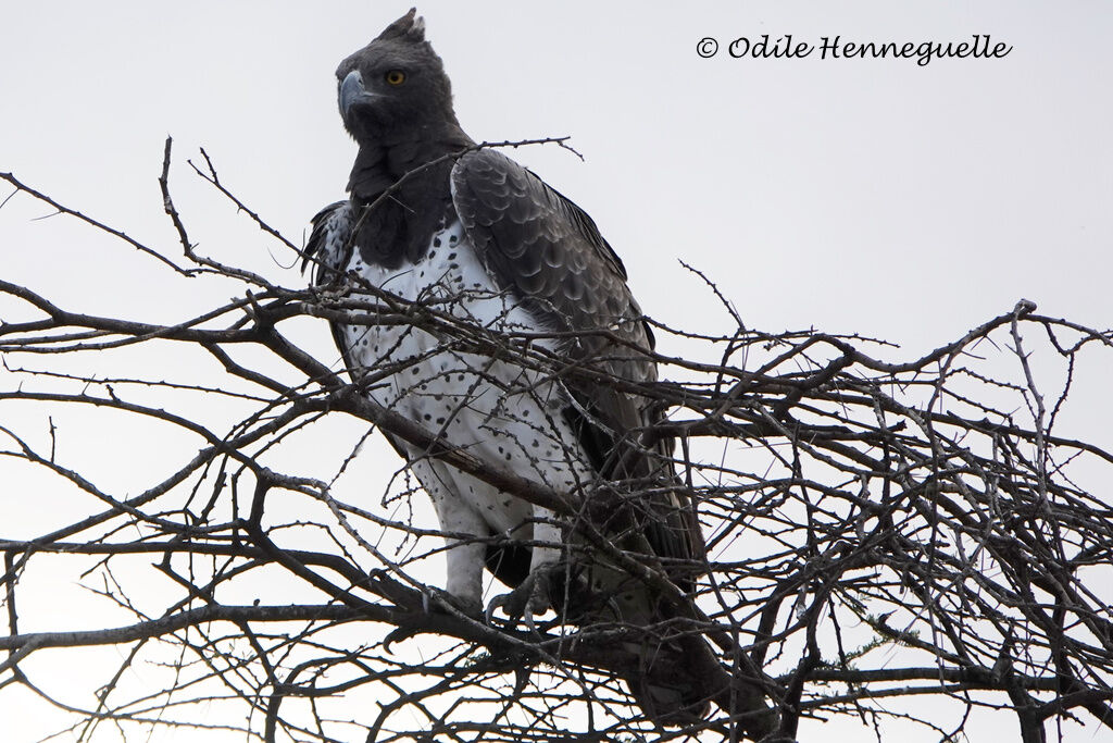 Martial Eagle