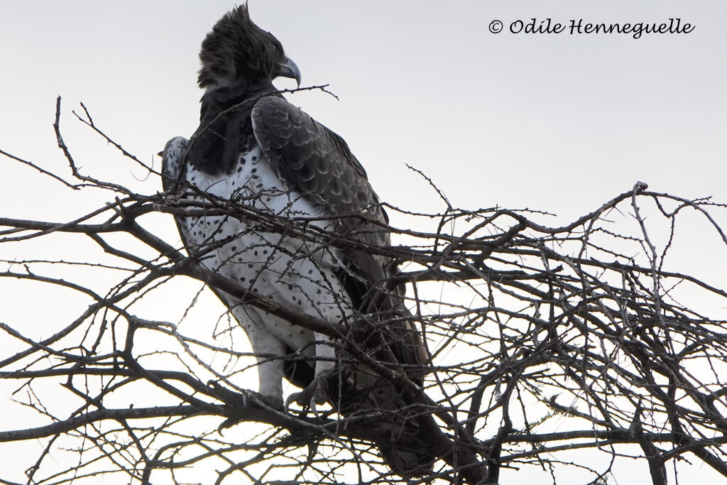 Martial Eagle