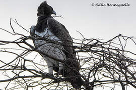 Martial Eagle