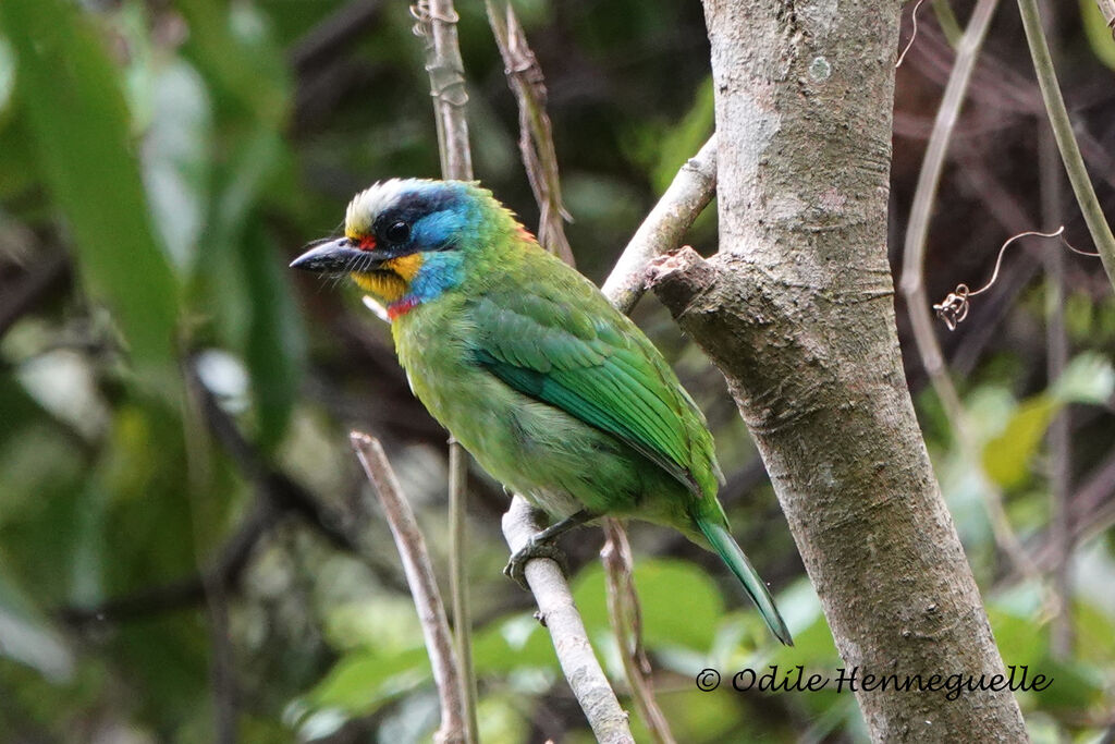 Taiwan Barbet