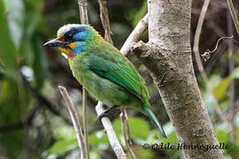 Taiwan Barbet