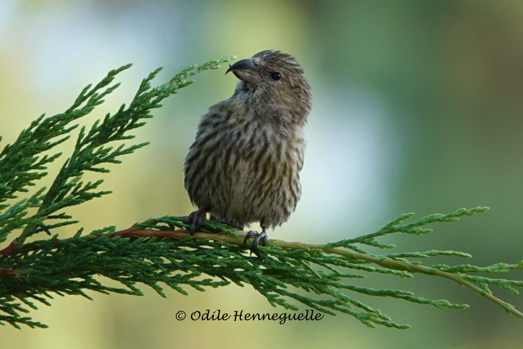 Red Crossbill