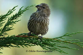 Red Crossbill