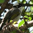 Bulbul de Chine