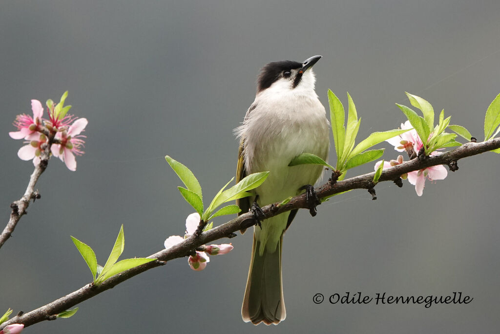 Styan's Bulbul