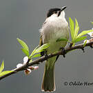 Bulbul de Taïwan